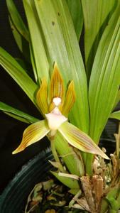 Chaubardia heteroclita
