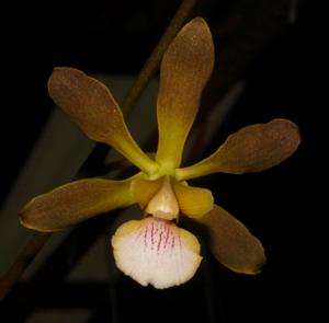 Encyclia argentinensis