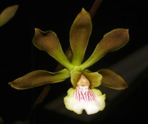Encyclia argentinensis