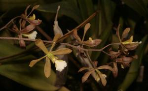 Encyclia aspera