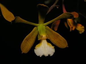 Encyclia aspera
