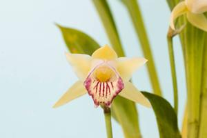 Warczewiczella palatina