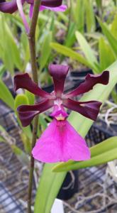 Encyclia cordigera var. rosea
