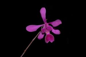 Encyclia jenischiana