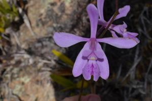 Encyclia jenischiana