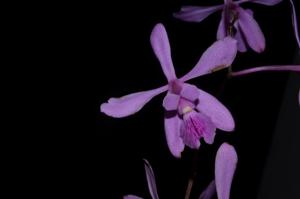 Encyclia jenischiana
