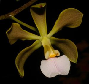 Encyclia osmantha