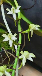 Angraecum crassum