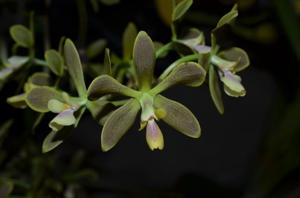 Encyclia patens