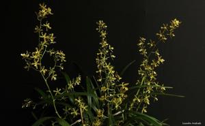 Encyclia patens