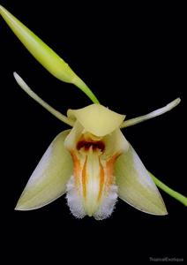 Coelogyne fimbriata var. fimbriata