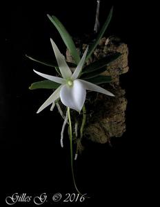 Angraecum didieri