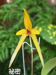 Bulbophyllum williamsii
