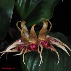 Bulbophyllum ericssonii