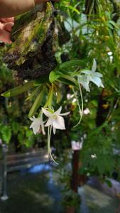 Angraecum equitans