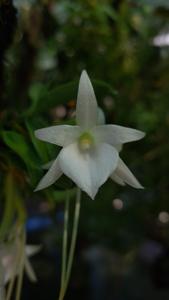 Angraecum equitans