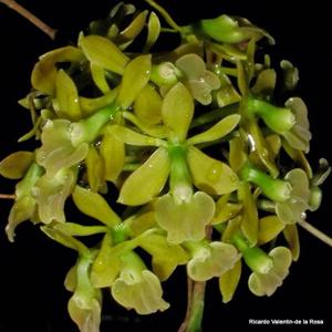 Epidendrum anceps