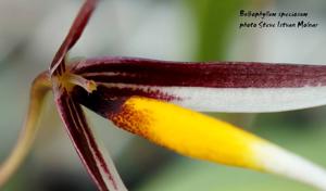 Bulbophyllum speciosum