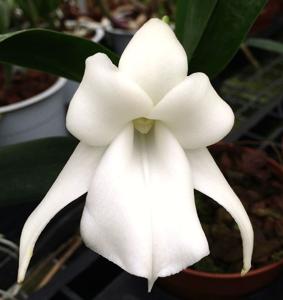 Angraecum magdalenae
