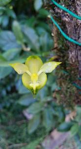Bulbophyllum macranthoides