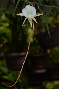 Angraecum pseudofilicornu