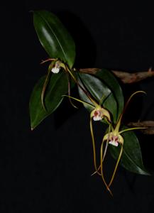 Dendrobium tetragonum var. melaleucaphilum