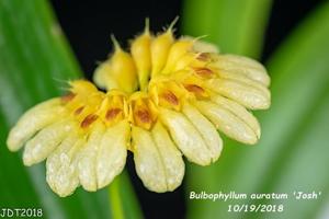 Bulbophyllum auratum