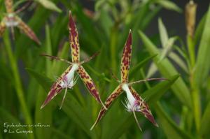 Epidendrum criniferum