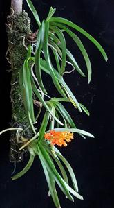 Vanda aurantiaca