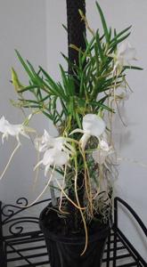 Angraecum scottianum