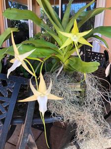 Angraecum sesquipedale