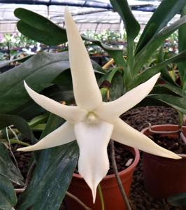 Angraecum sesquipedale