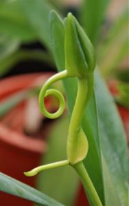 Angraecum sesquipedale