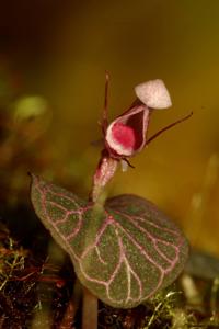 Corybas ecarinatus