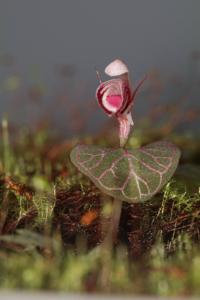 Corybas ecarinatus