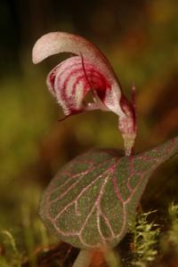 Corybas ecarinatus