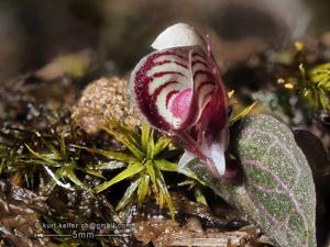 Corybas ecarinatus