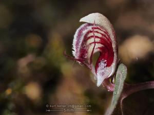Corybas ecarinatus