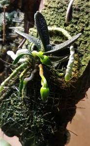 Angraecum urschianum