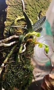 Angraecum urschianum