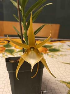 Angraecum viguieri