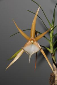 Angraecum viguieri