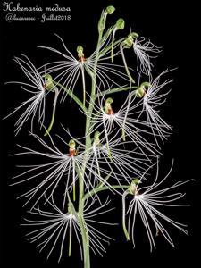 Habenaria medusa