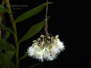 Epidendrum ilense