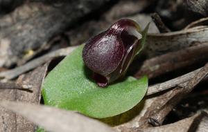 Corybas unguiculatus