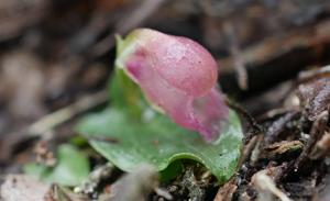 Corybas unguiculatus