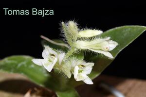 Lankesterella ceracifolia