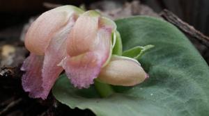 Corybas unguiculatus