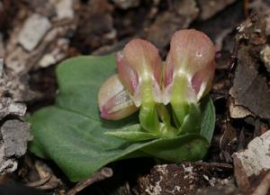 Corybas unguiculatus