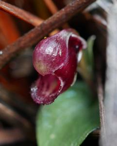 Corybas unguiculatus